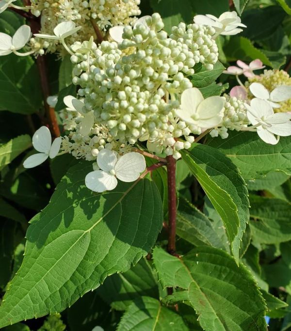 HYDRANGEA PAN. `TORCH`