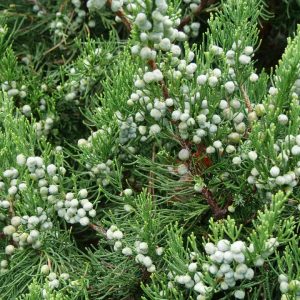 JUNIPERUS CHINENSIS `GIN FIZZ`