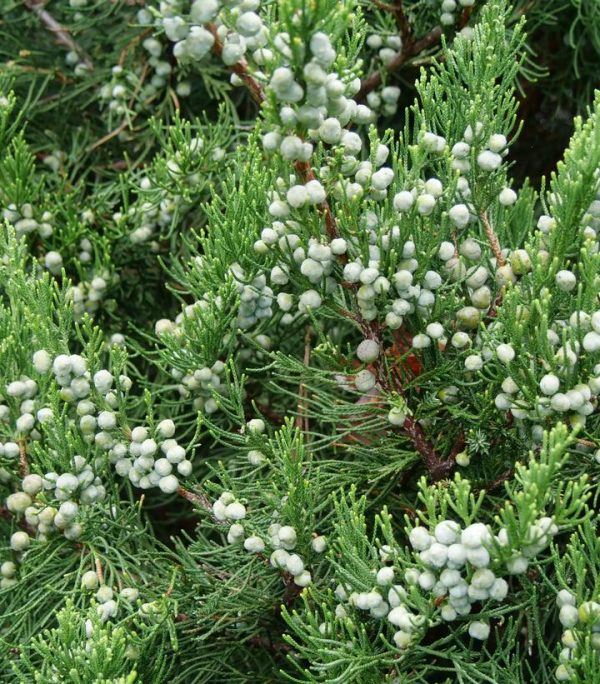 JUNIPERUS CHINENSIS `GIN FIZZ`