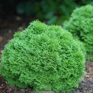 THUJA OCCIDENTALIS `TATER TOT`