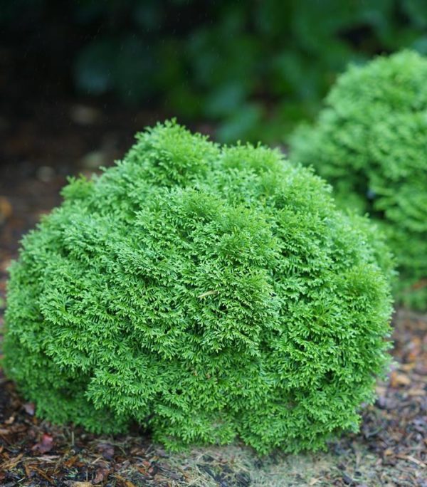THUJA OCCIDENTALIS `TATER TOT`