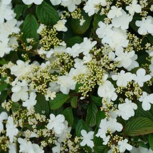 VIBURNUM P. T. `STEADY EDDY`
