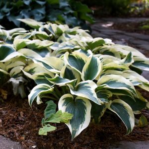 HOSTA `BLUE IVORY`