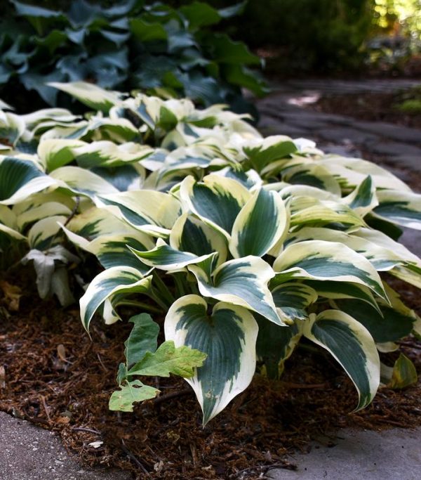 HOSTA `BLUE IVORY`