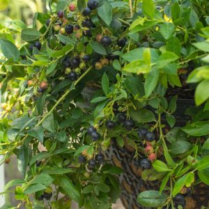 VACCINIUM X `MIDNIGHT CASCADE`