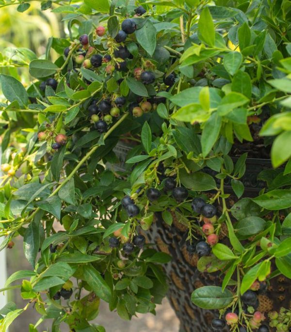 VACCINIUM X `MIDNIGHT CASCADE`