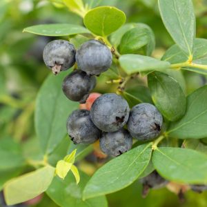 VACCINIUM X `SAPPHIRE CASCADE`