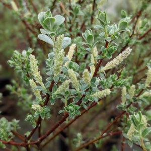 SALIX REPENS