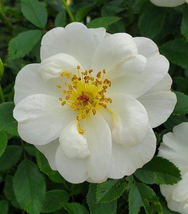 ROSA EE `OSCAR PETERSON`