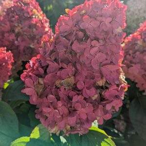 HYDRANGEA PAN. `LOVE-A-LOT PINK`