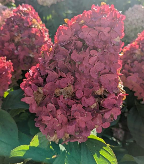 HYDRANGEA PAN. `LOVE-A-LOT PINK`