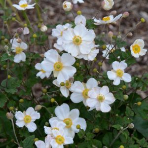 ANEMONE X `HONORINE JOBERT`