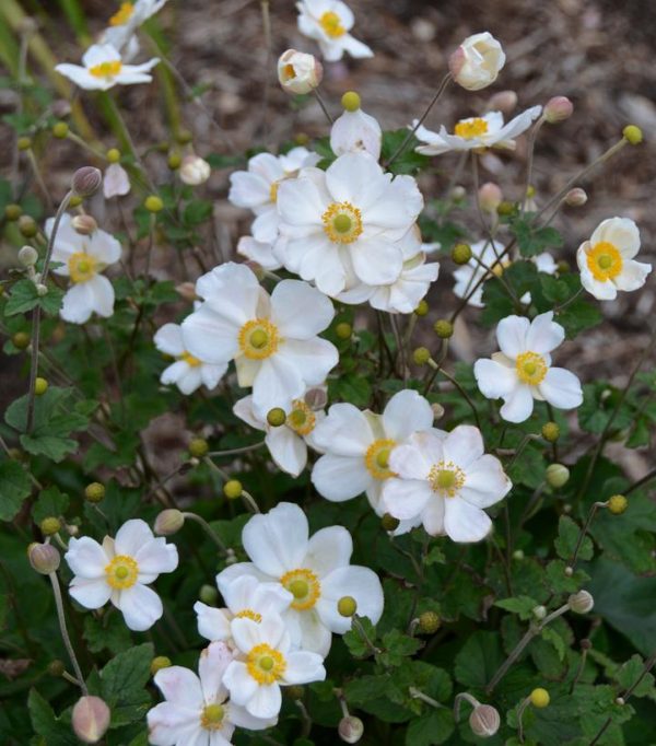 ANEMONE X `HONORINE JOBERT`