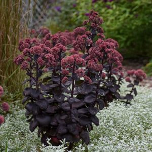 SEDUM `NIGHT EMBERS`