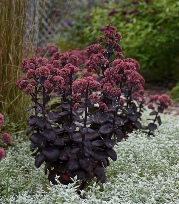 SEDUM `NIGHT EMBERS`