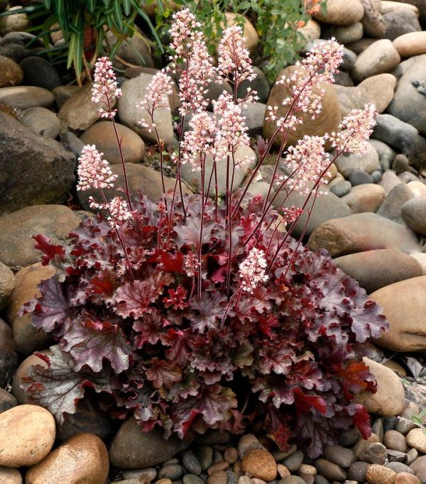 HEUCHERA `RUBY TUESDAY`