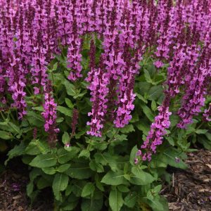 SALVIA `ROSE MARVEL`