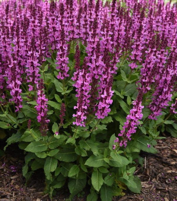 SALVIA `ROSE MARVEL`