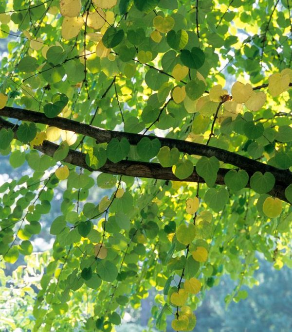 CERCIDIPHYLLUM JAPONICUM