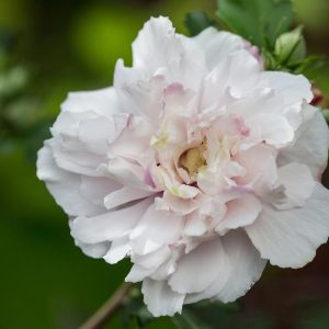 HIBISCUS SYR. FRENCH CABARET `BLUSH`
