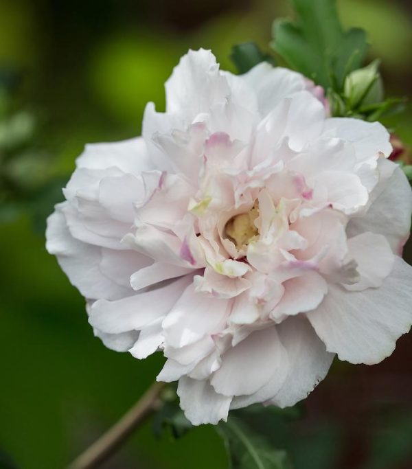HIBISCUS SYR. FRENCH CABARET `BLUSH`