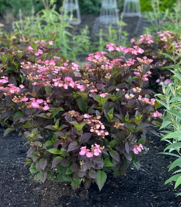 HYDRANGEA M.S. `PINK DYNAMO`