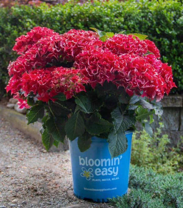 HYDRANGEA M `FRILL RIDE`
