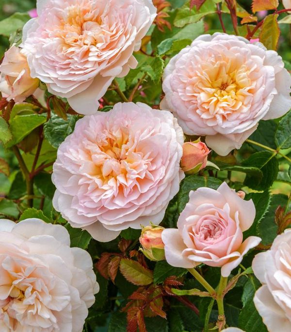 ROSA `EMILY BRONTE`