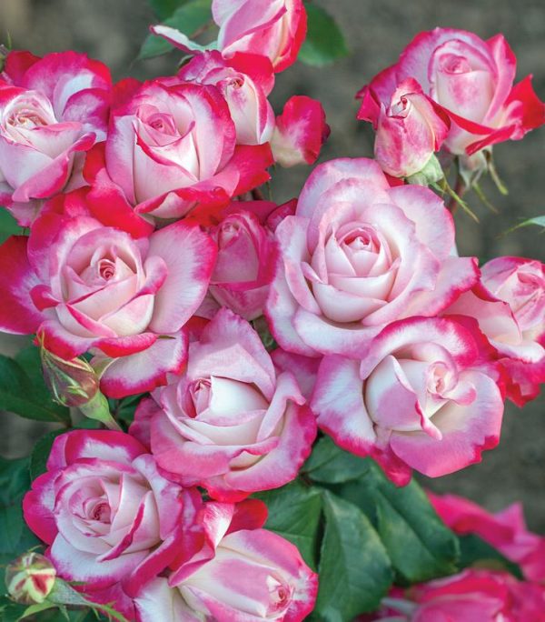 CG - ROSA `CANDY CANE COCKTAIL`