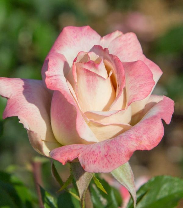 CG - ROSA `PINKERBELLE`
