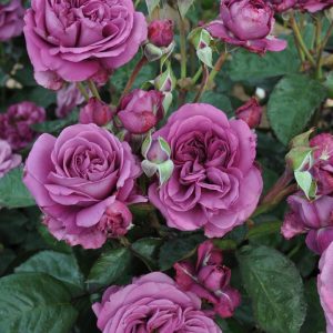 ROSA SUNBELT `PLUM PERFECT`