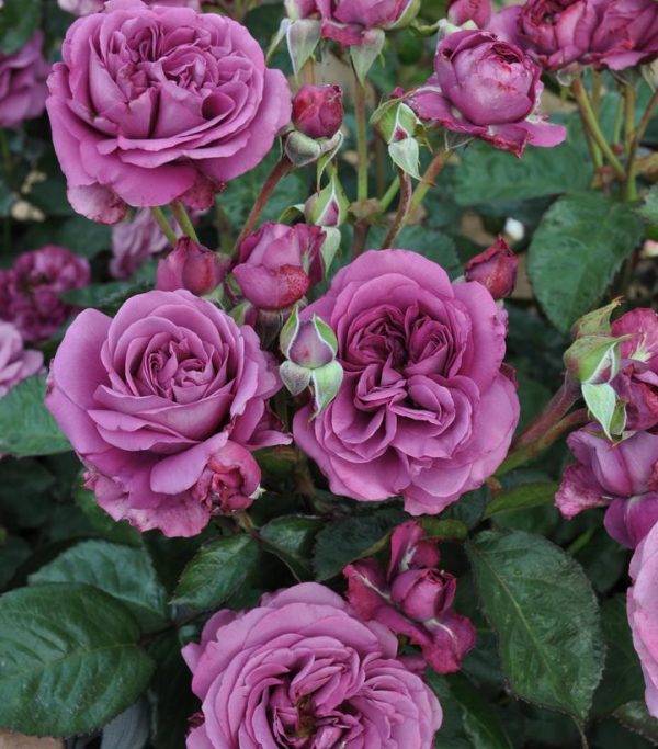 CG - ROSA SUNBELT `PLUM PERFECT`