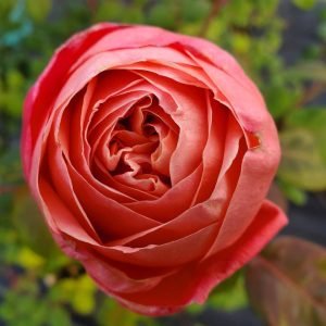 ROSA `SWEET MADEMOISELLE`