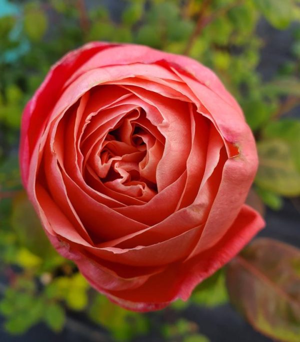 CG - ROSA `SWEET MADEMOISELLE`