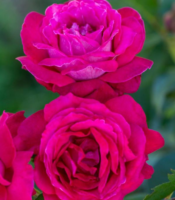 ROSA `SWEET SPIRIT`