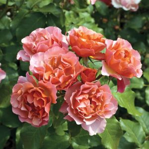 ROSA `TEQUILA SUPREME`
