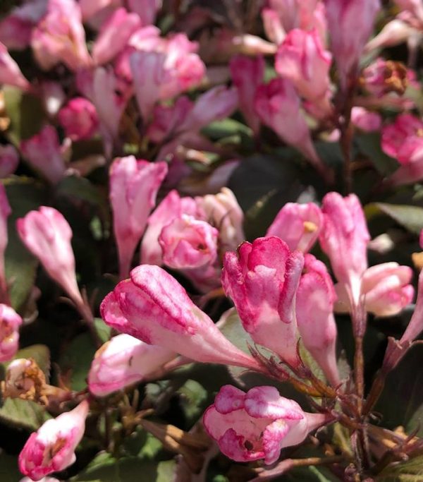 WEIGELA X `AFTERGLOW`