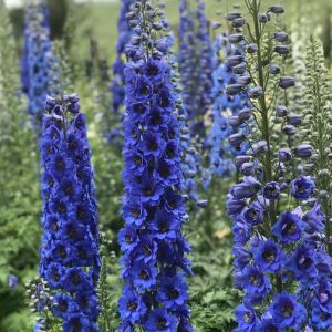 DELPHINIUM NEW ZEALAND `BLUE BUCCANEERS`
