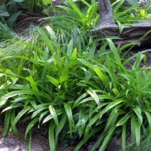 CAREX PLANTAGINEA