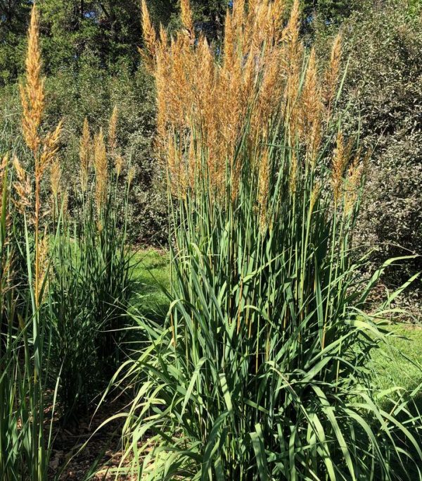 SORGHASTRUM NUTANS `GOLDEN SUNSET`