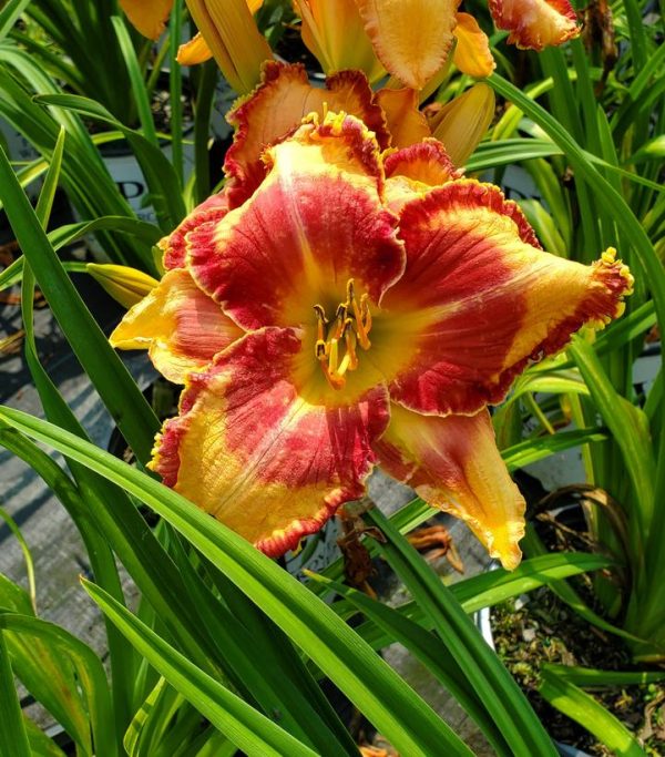 HEMEROCALLIS RAINBOW RHYTHM `LAKE OF FIRE`