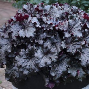HEUCHERA DRESSED UP `EVENING GOWN`