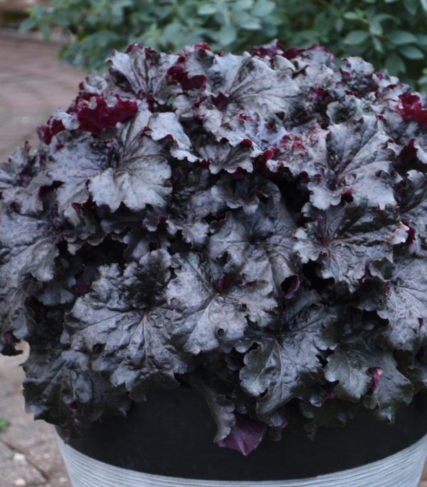 HEUCHERA DRESSED UP `EVENING GOWN`