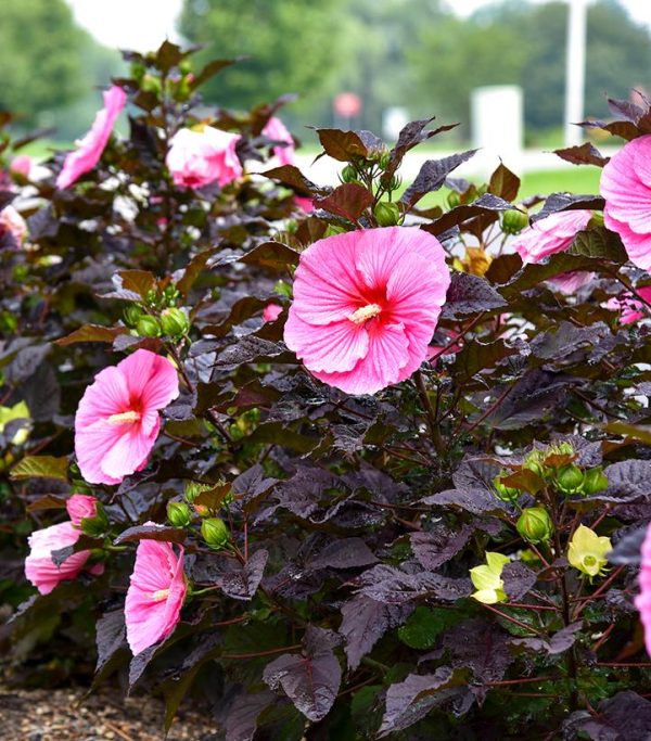 HIBISCUS SUMMERIFIC `EDGE OF NIGHT`