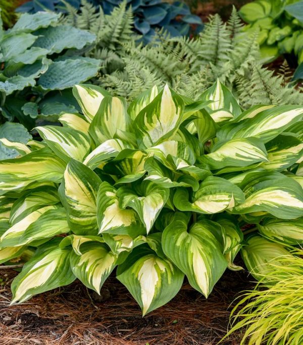 HOSTA SHADOWLAND `MISS AMERICA`