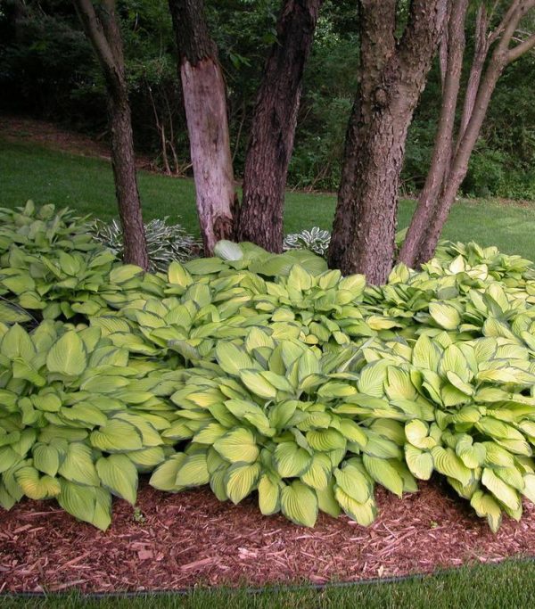 HOSTA `GOLD STANDARD`