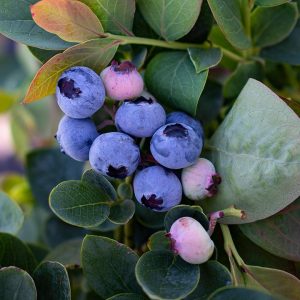 VACCINIUM CORYMBOSUM `SILVER DOLLAR`