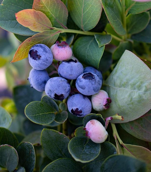 VACCINIUM CORYMBOSUM `SILVER DOLLAR`