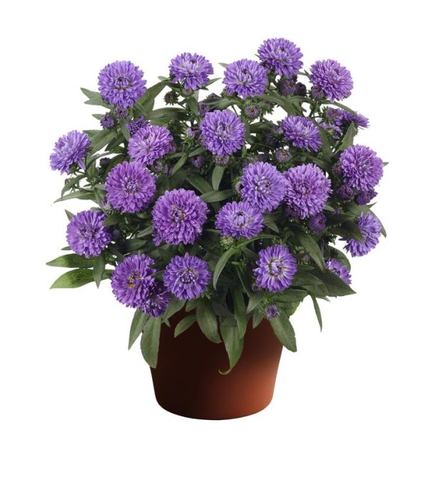 ASTER SHOWMAKERS `BLUE BAYOU`