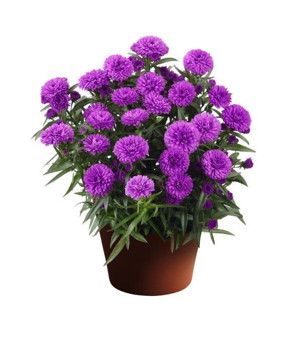 ASTER SHOWMAKERS `PRETTY PINK`